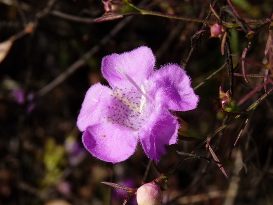 {Agalinis purpurea}